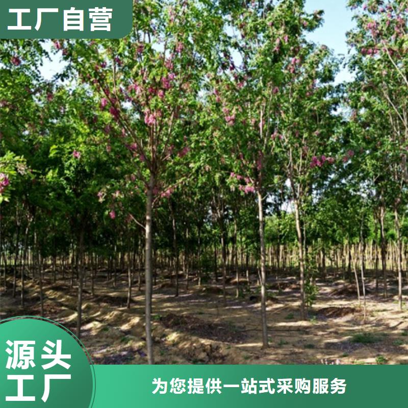 专业销售香花槐-好评随心所欲定制