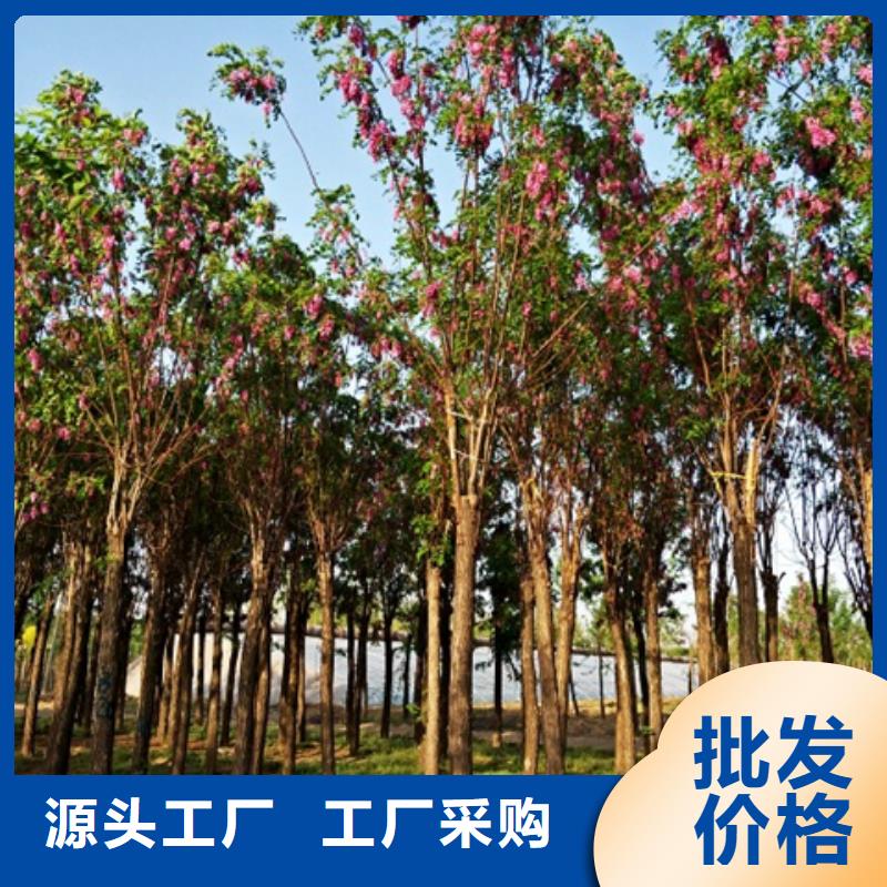 博白香花槐免费设计