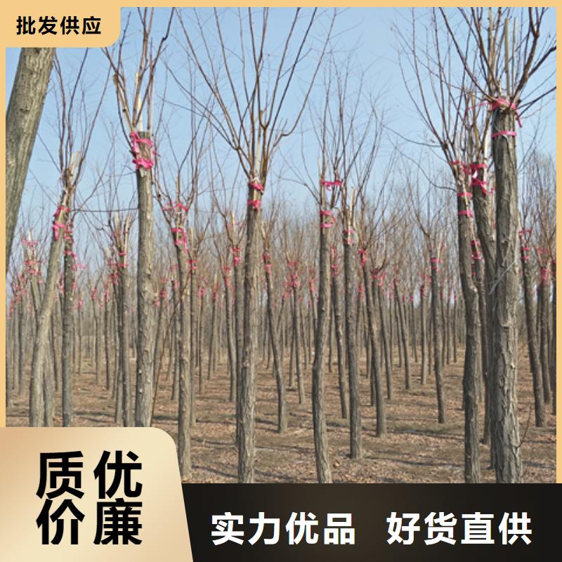 红花槐厂家直销-找博野鑫荣苗圃场