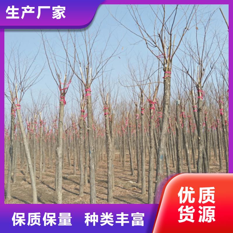 红花槐新品促销