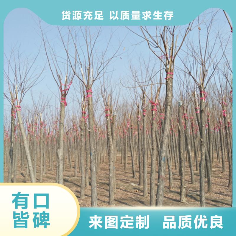 红花槐长期供应