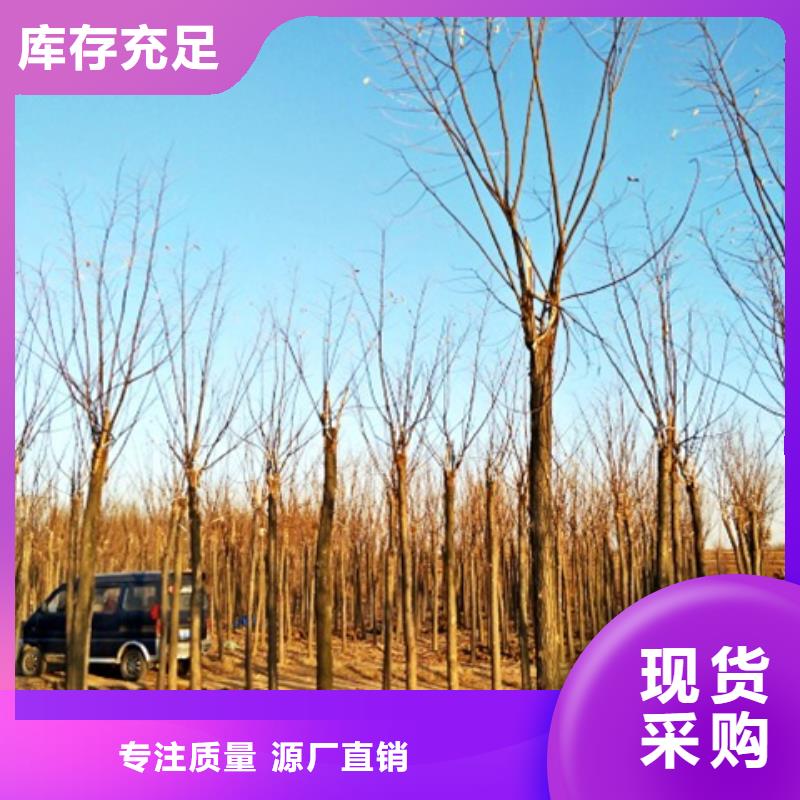 红花槐厂家特惠