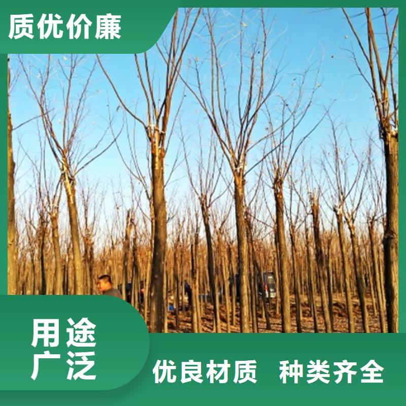 红花槐厂家联系方式 红花槐厂家
