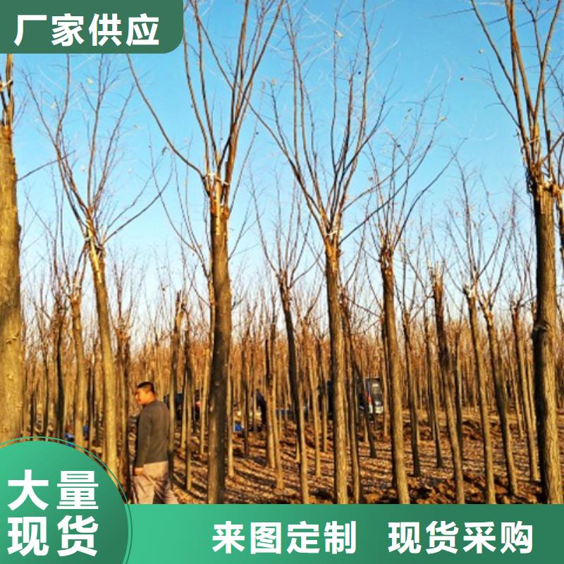 规格齐全的红花槐批发商