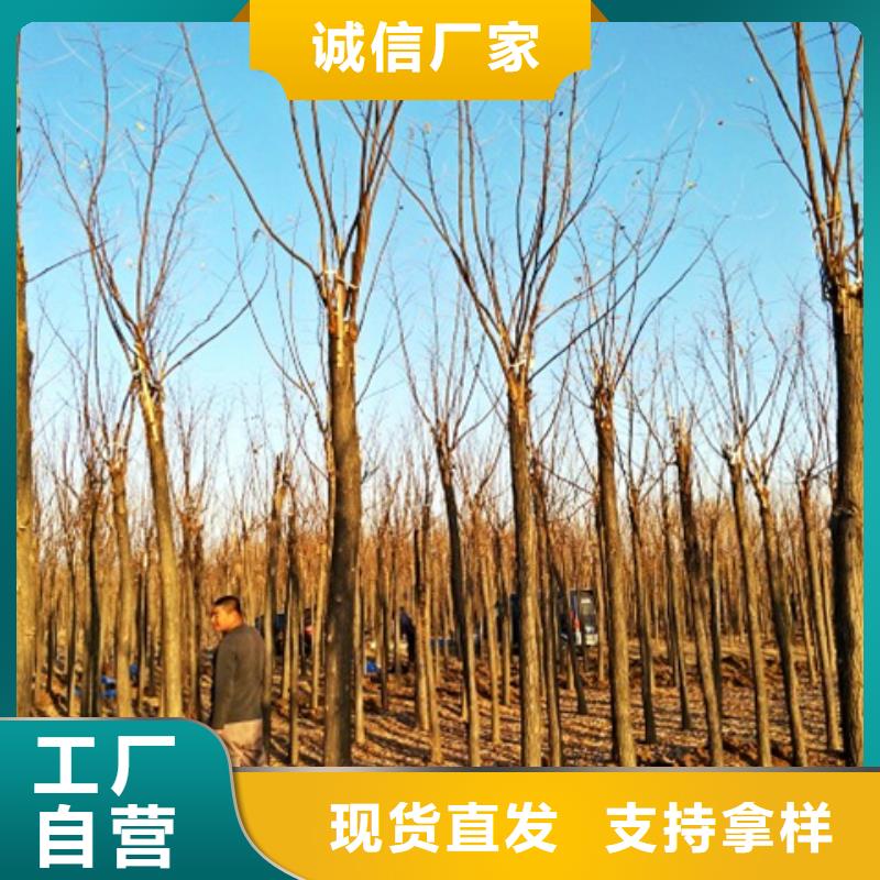 红花槐-红花槐靠谱