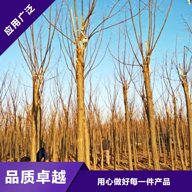 红花槐、红花槐厂家-库存充足