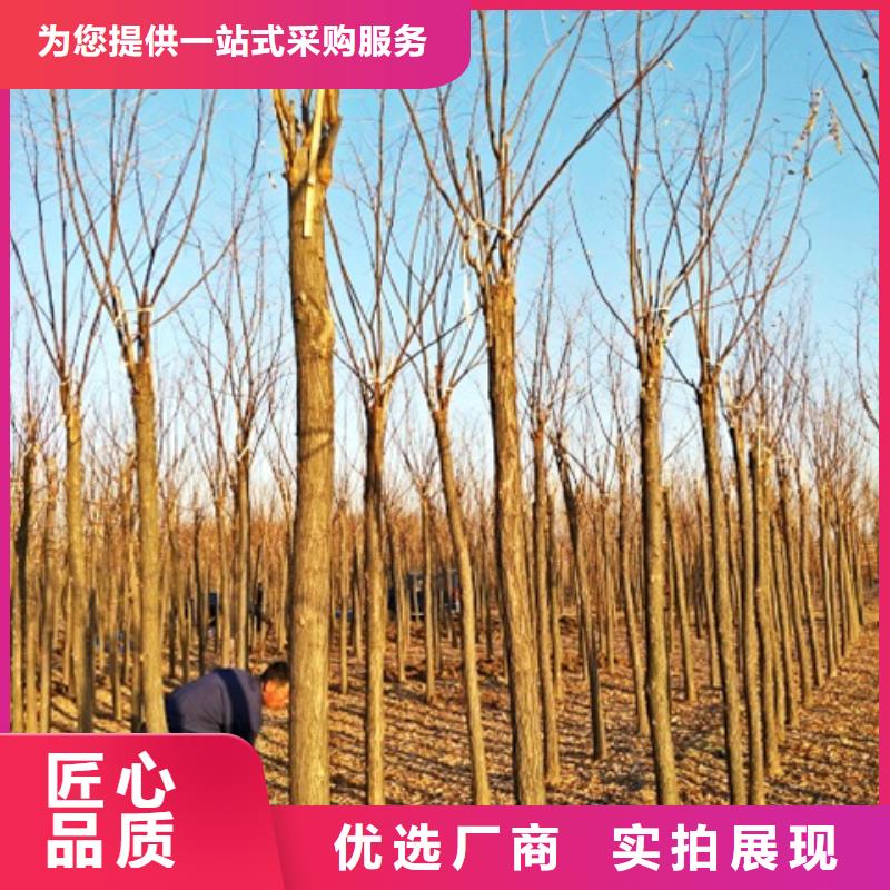 2025##红花槐厂家##批发