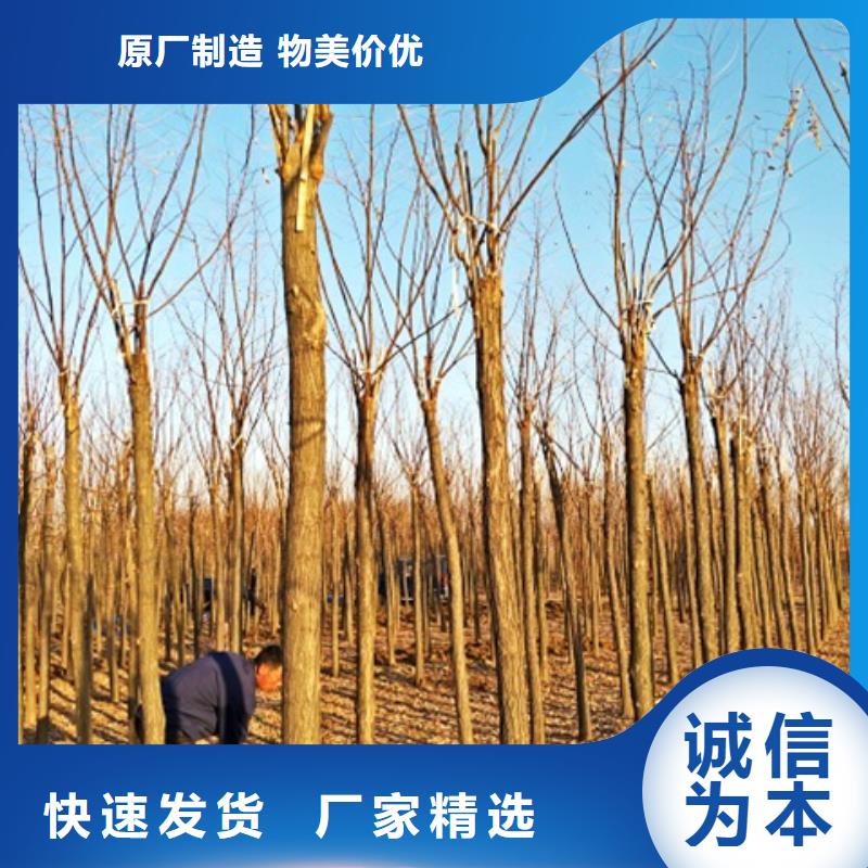 选购红花槐认准博野鑫荣苗圃场