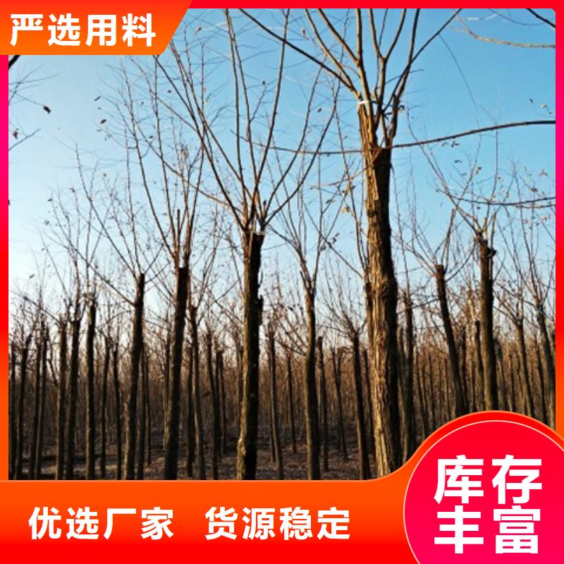 红花槐守信用生产厂家