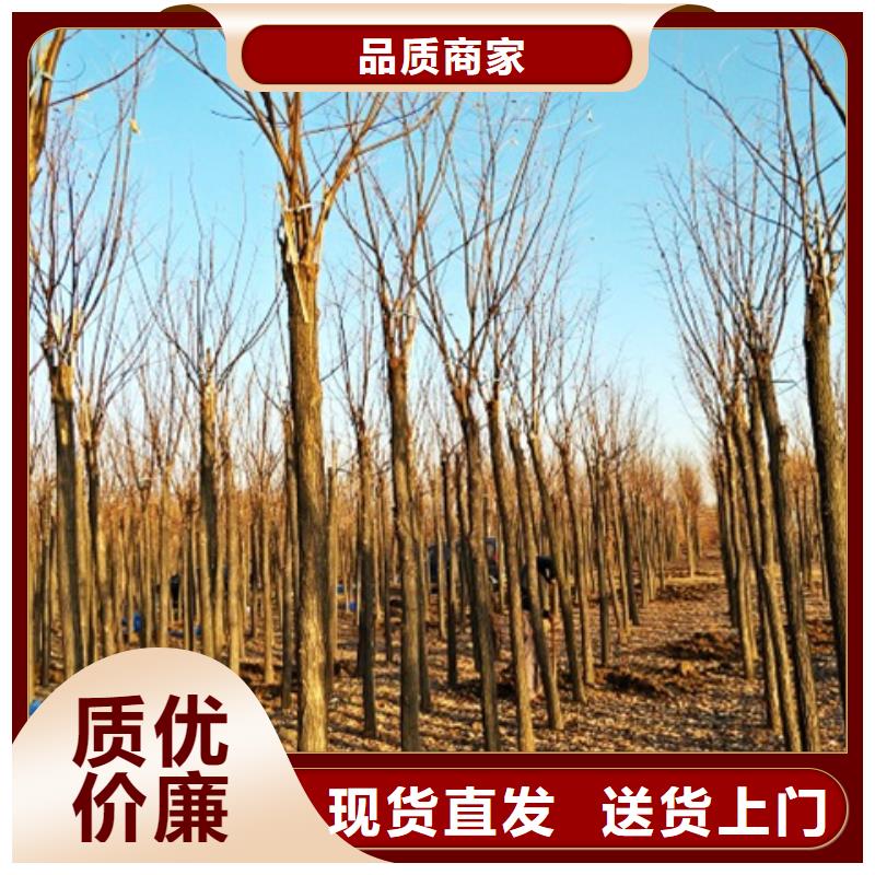 选择正规红花槐厂家