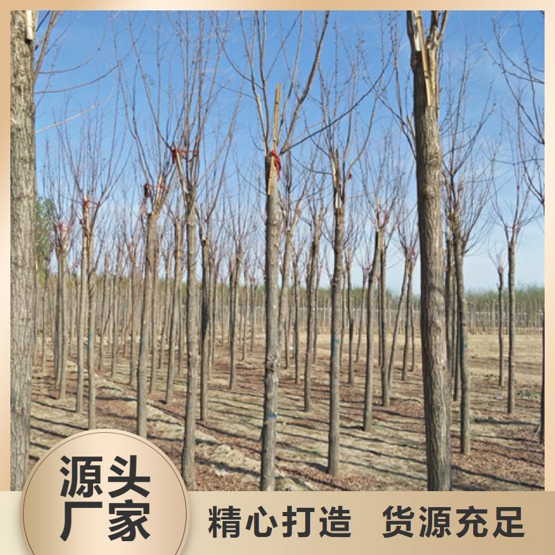 红花槐厂家直销-找博野鑫荣苗圃场