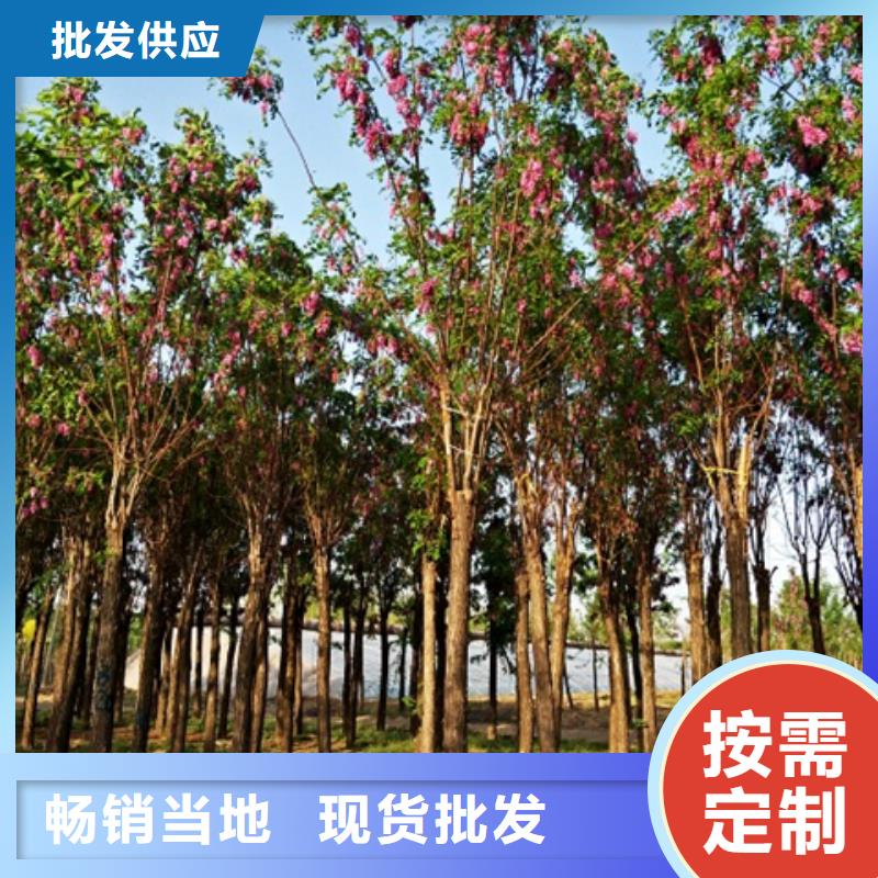 红花槐期待您的垂询