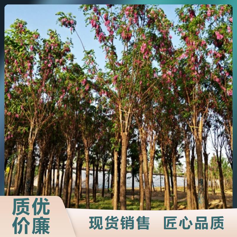 红花槐守信用生产厂家