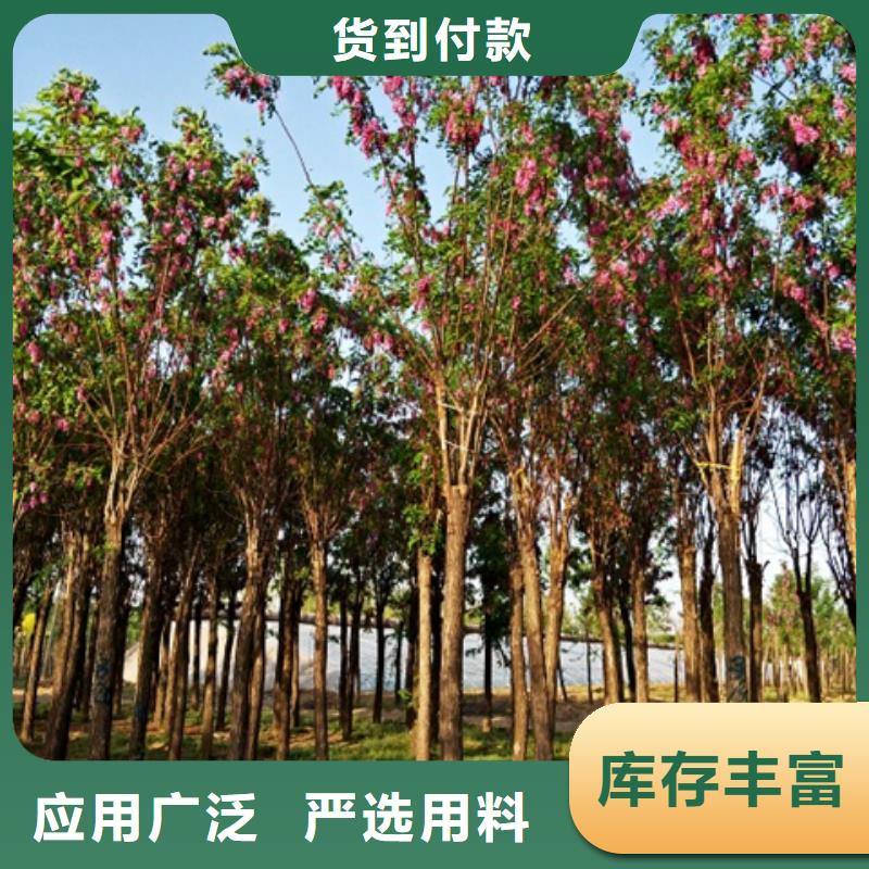 红花槐_红花槐