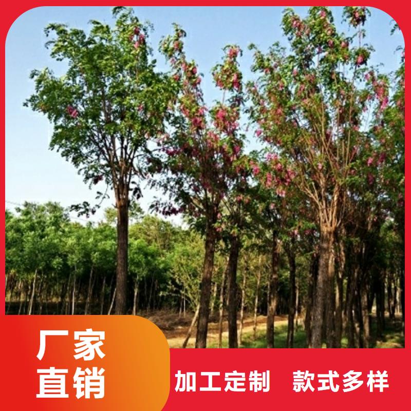 红花槐全国走货