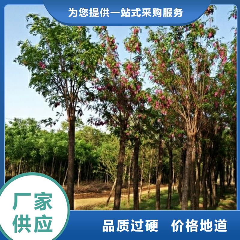 【图】红花槐厂家批发