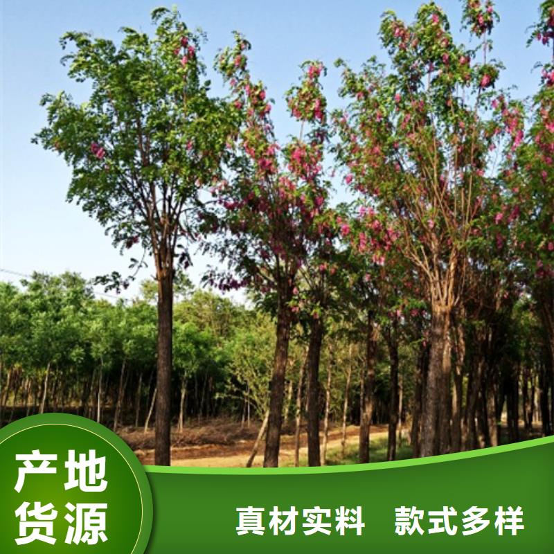 选择正规红花槐厂家