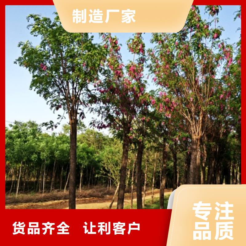 红花槐规格齐全