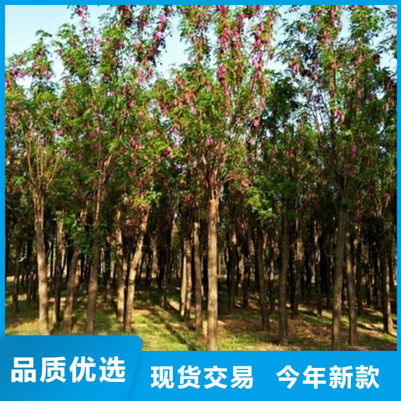 红花槐长期供应