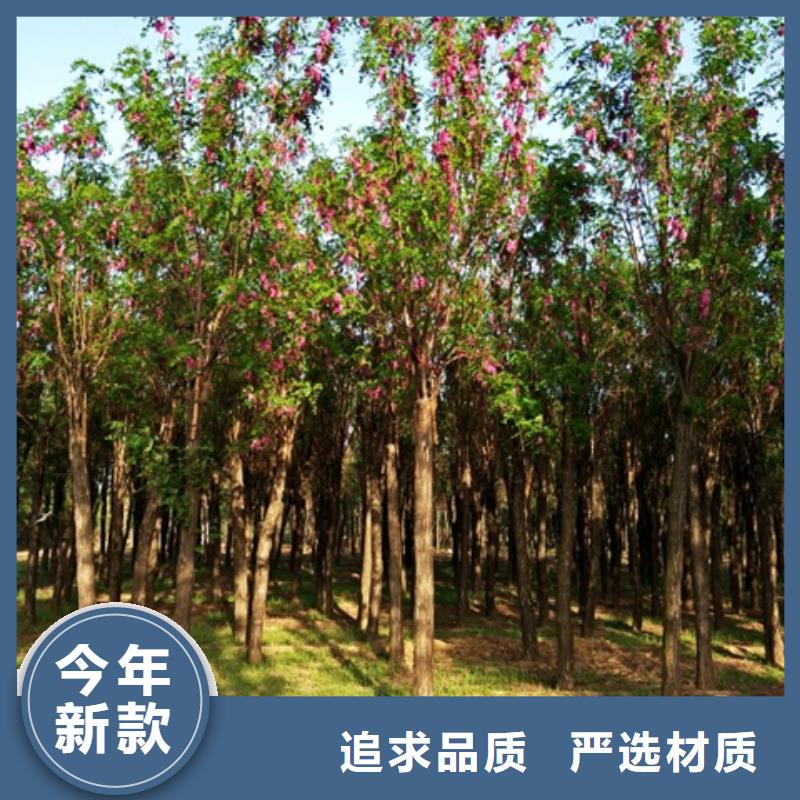 采购红花槐必看-服务优