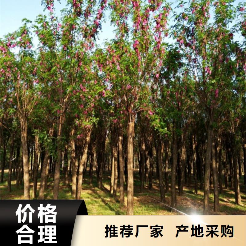 红花槐、红花槐厂家-库存充足