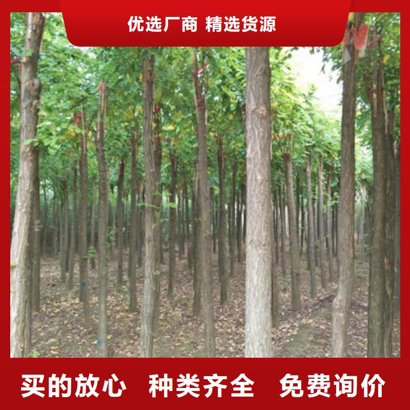 红花槐源头厂家本地报价更优惠