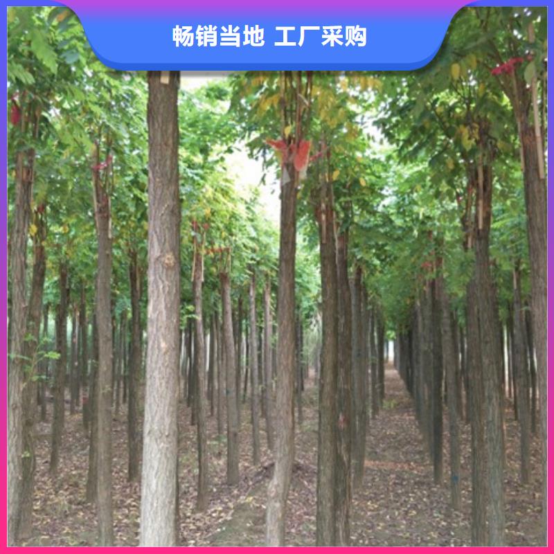 红花槐厂家特惠