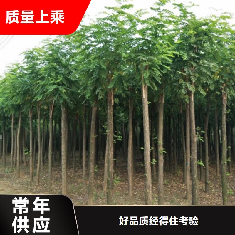 红花槐厂家联系方式 红花槐厂家