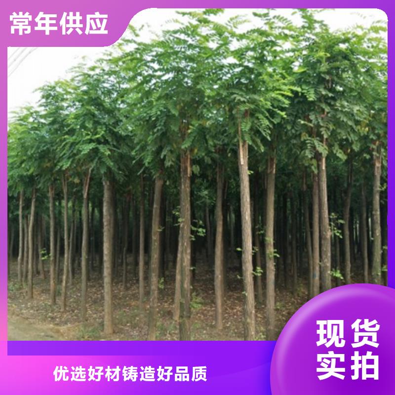采购红花槐必看-服务优