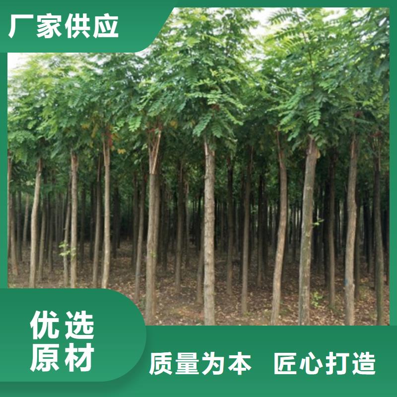 红花槐守信用生产厂家