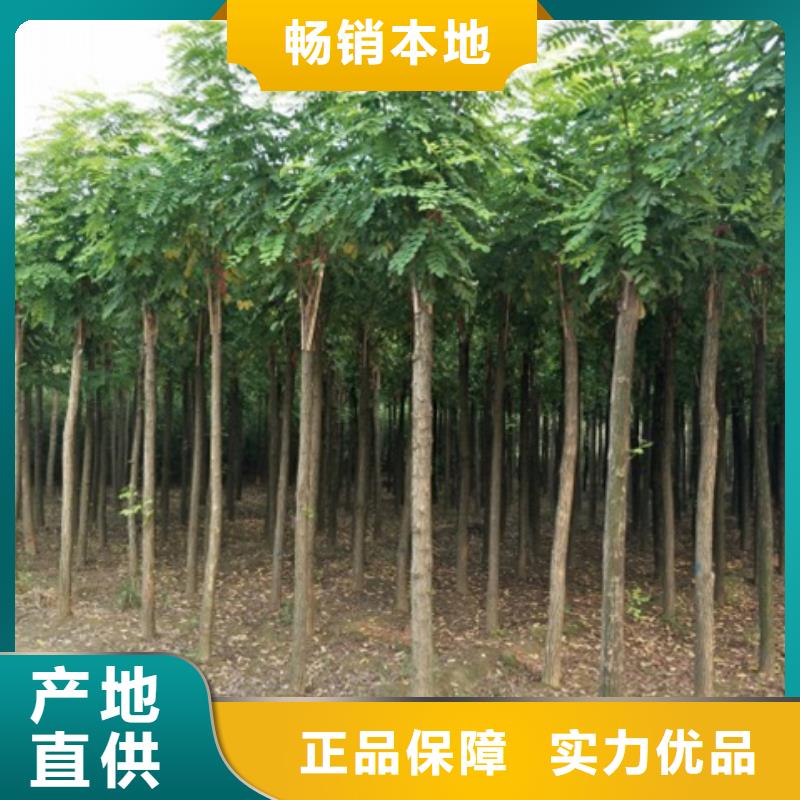 红花槐守信用生产厂家