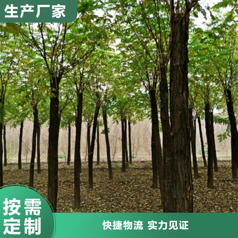 红花槐守信用生产厂家