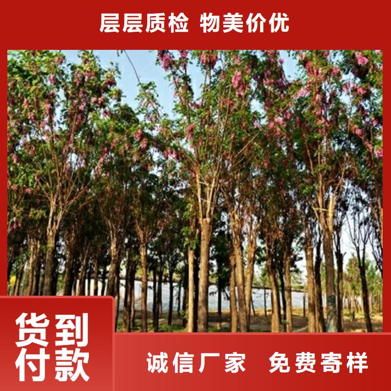 选购红花槐认准博野鑫荣苗圃场