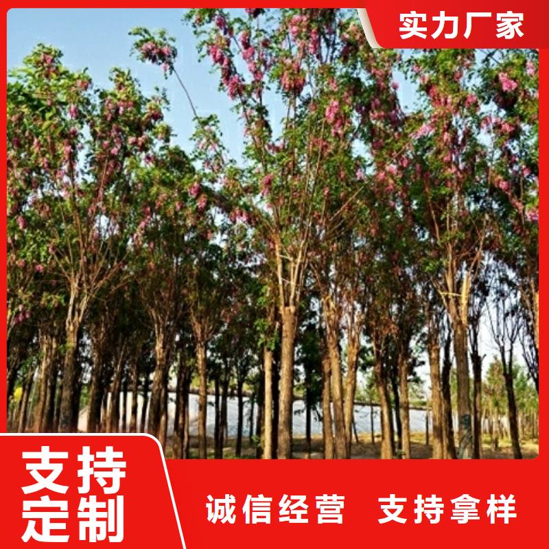 质优价廉的红花槐批发商