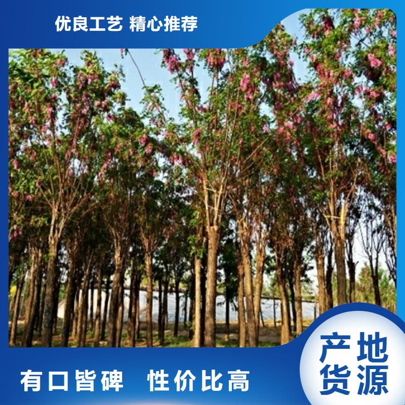 红花槐3天出货