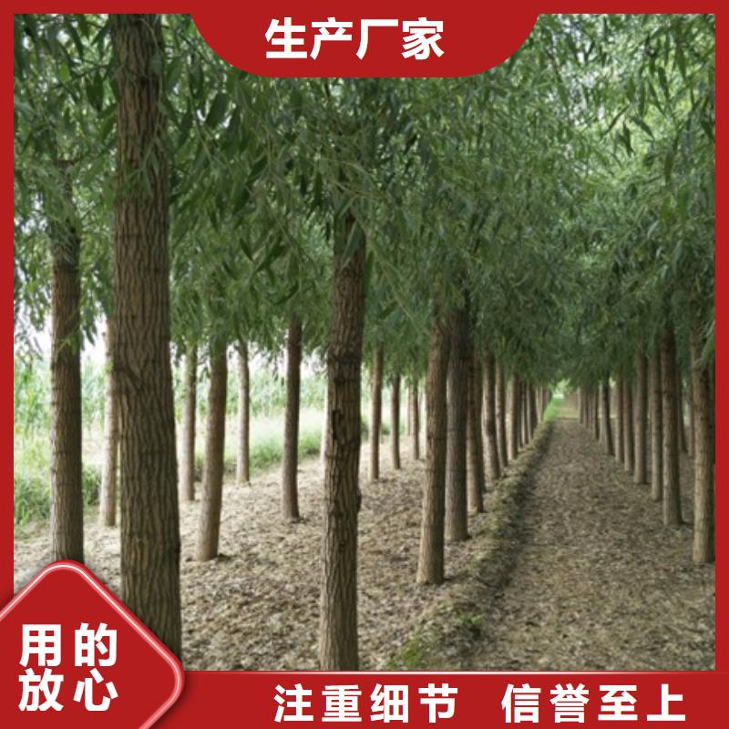 专业销售速生柳-大型厂家