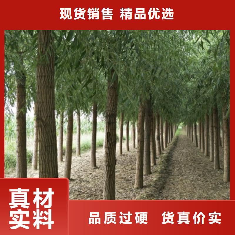 速生柳厂家热销