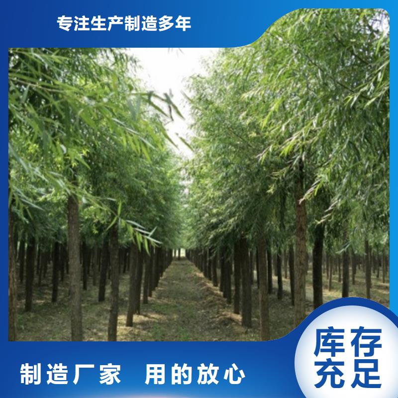 速生柳货源直供