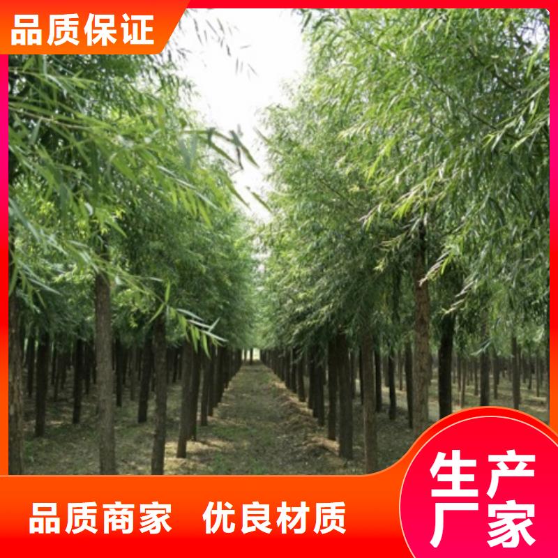 速生柳发货及时