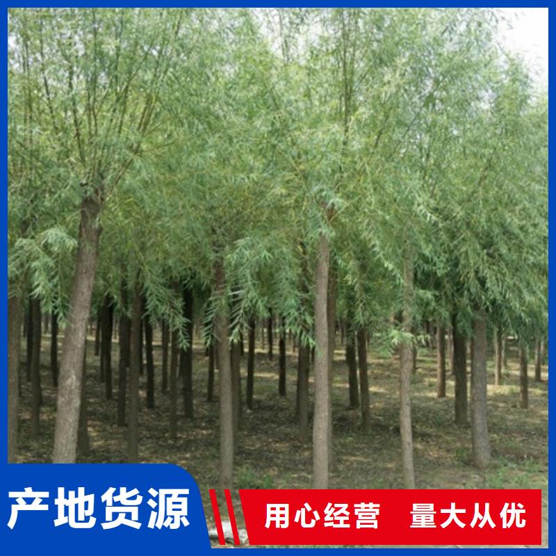 速生柳值得信赖
