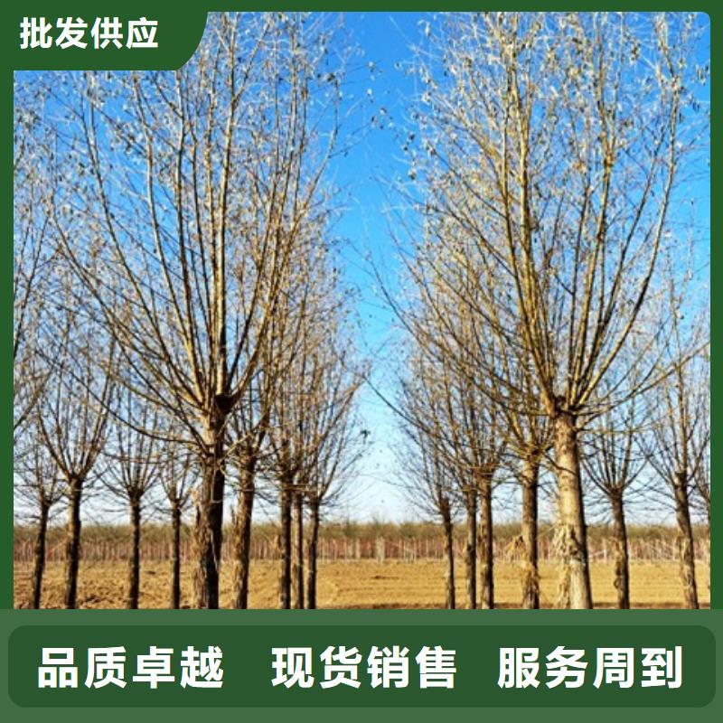 速生柳_来电咨询
