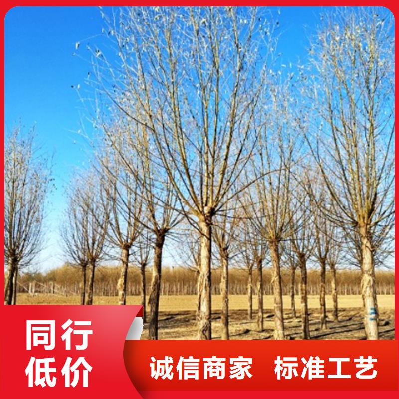 速生柳好货