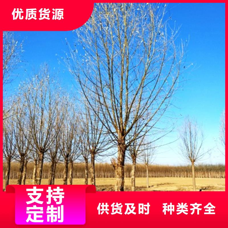 速生柳当天出货
