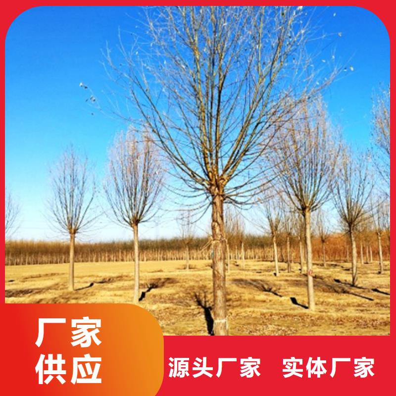 博白速生柳厂家-只为制造精品