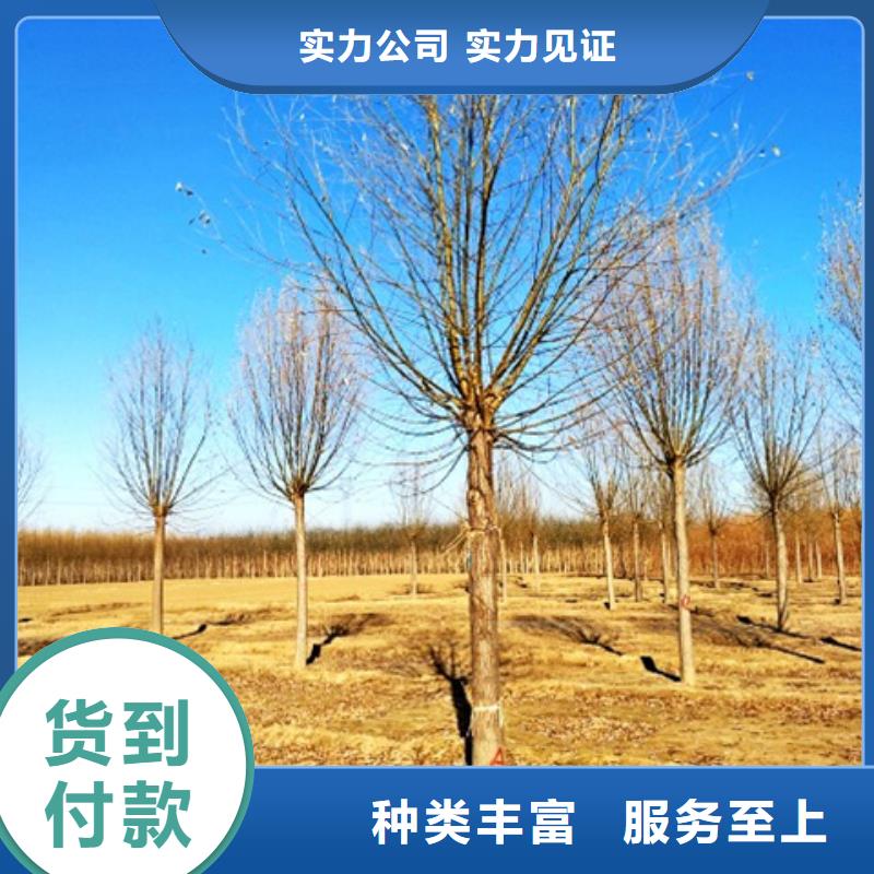 速生柳好货