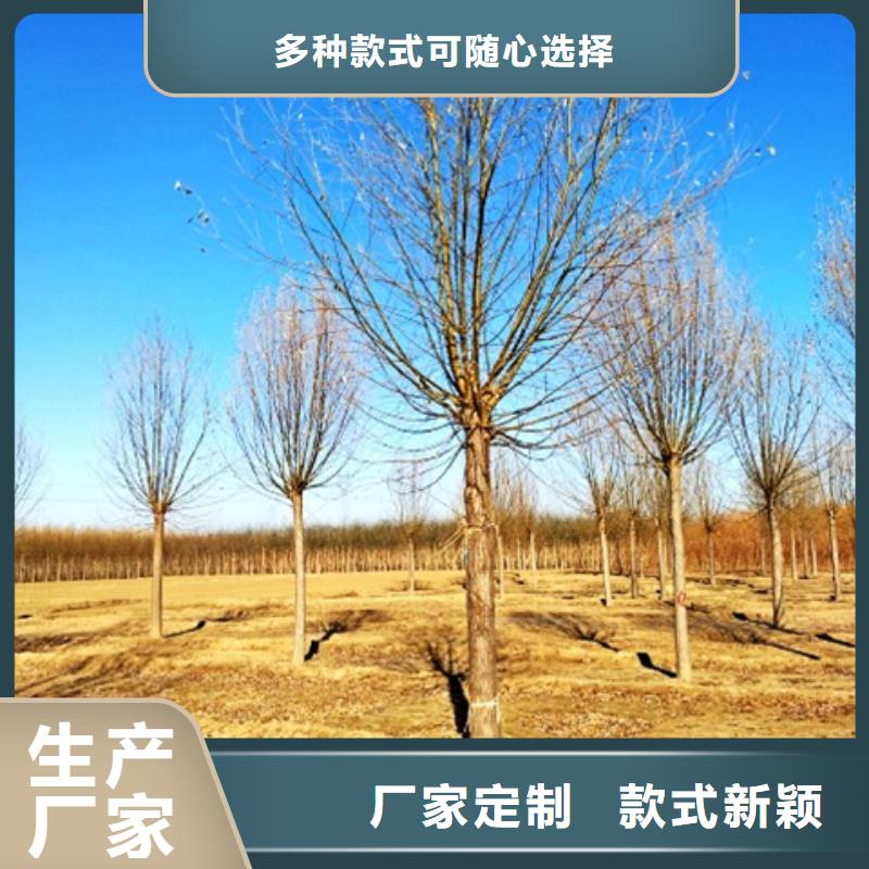 速生柳货源直供