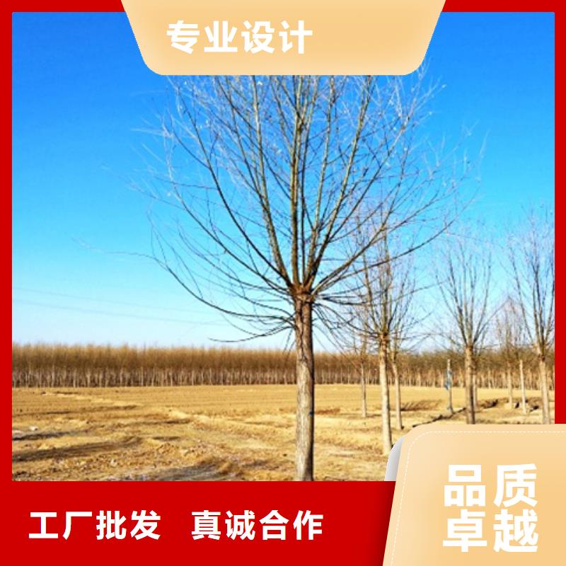 速生柳-一心为客户