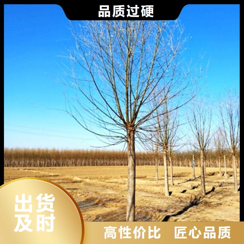 速生柳品质过硬