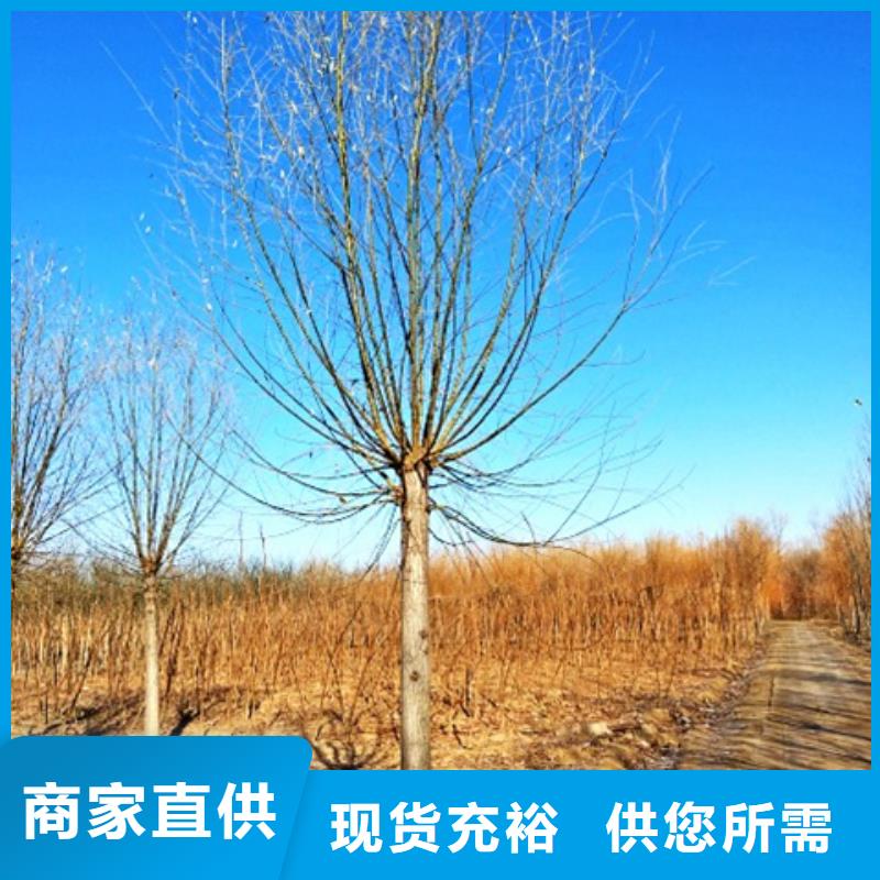 速生柳品质过硬