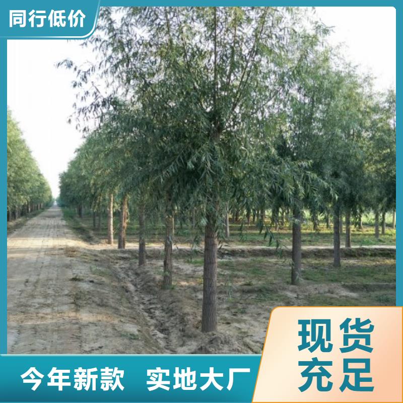 专业销售速生柳-大型厂家
